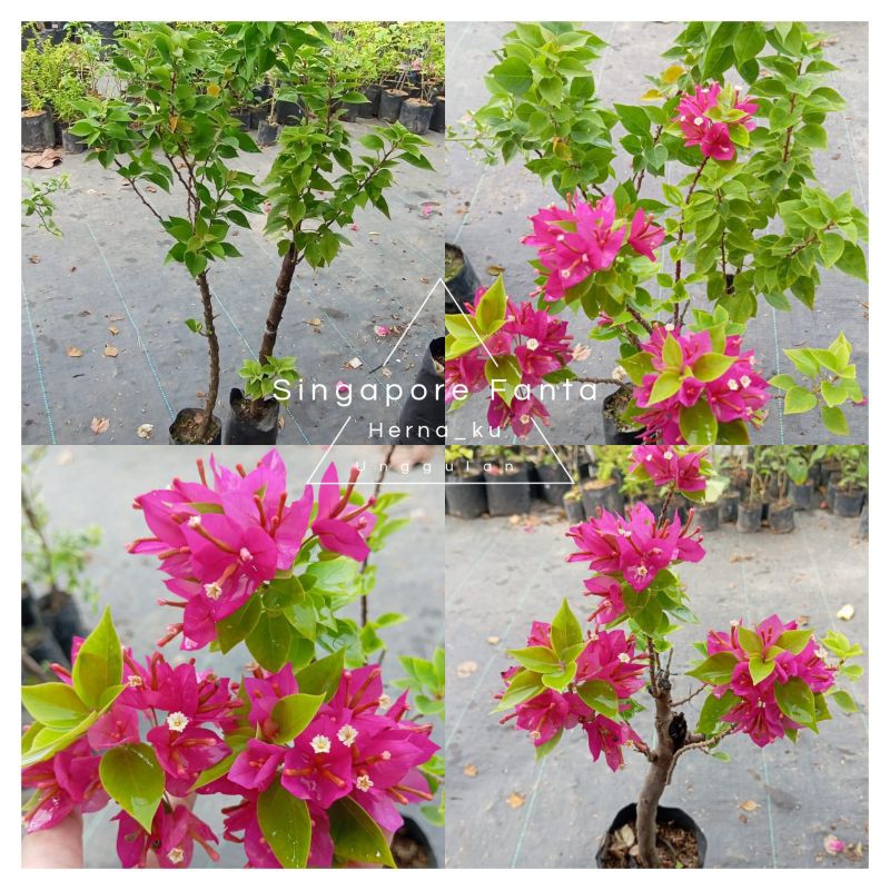 Bunga Bugenvil SINGAPUR FANTA Orian Batang Sedang / Bougenville SINGAPORE FANTA Daun Hijau Super Can