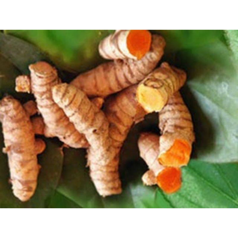 

KUNYIT/KUNIR FRES SAGAR/DICUCI BERSIH 95%/1KG