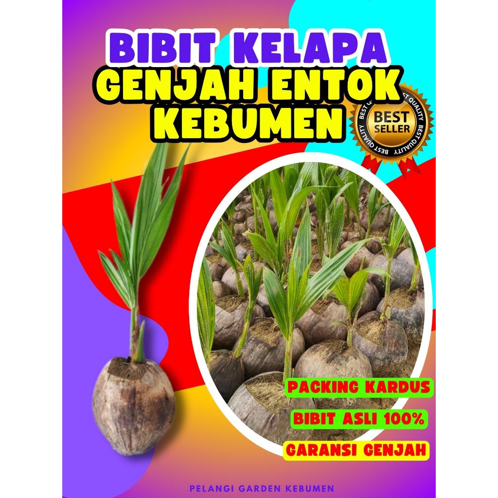 TERLARIS.. Bibit Kelapa Asli, Bibit Kelapa Besar, Bibit Kelapa Bonsai
