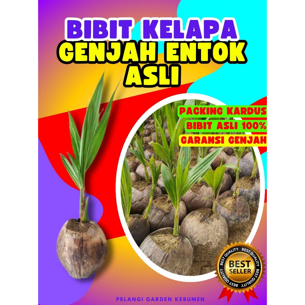 PALING DICARI.. Bibit Kelapa Besar, Bibit Kelapa Bonsai, Bibit Kelapa Buah Besar