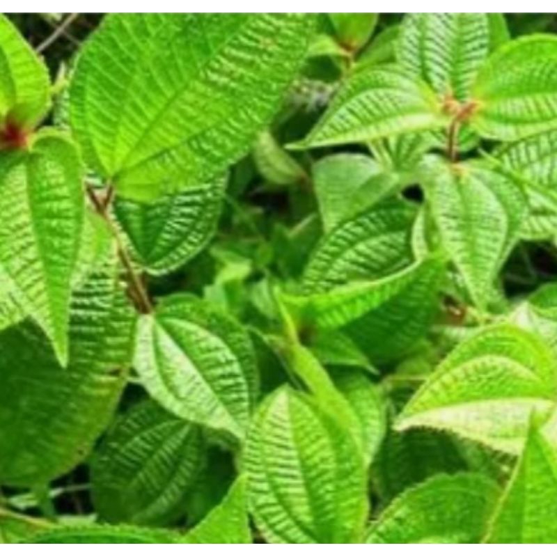 

Jual harendong bulu daun segar petik langsung organik 250 gram