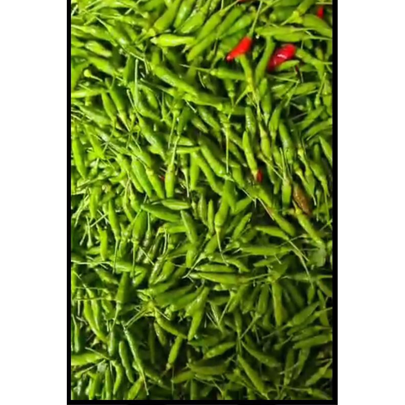 Benih Cabe Rawit Lokal Dairi Siramos