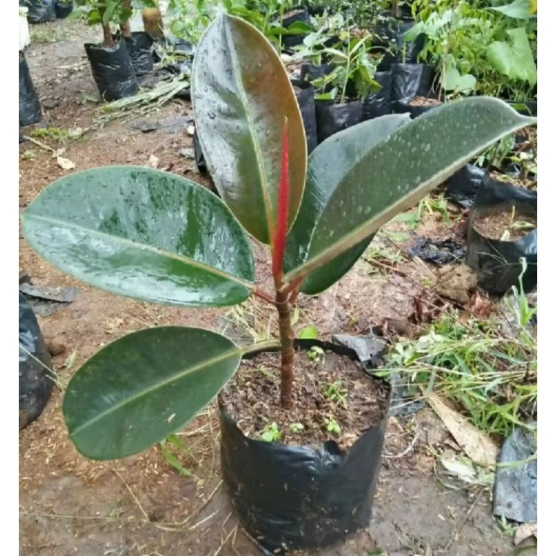 Jual Bibit Pohon Karet Kebo Daun Karet Kebo