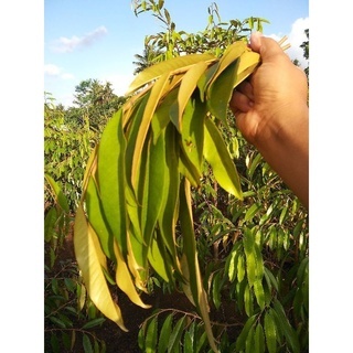 10 Pcs Entres Durian Campur Bawor Musangking Dan Super Tembaga Asli Pohon Berbuah