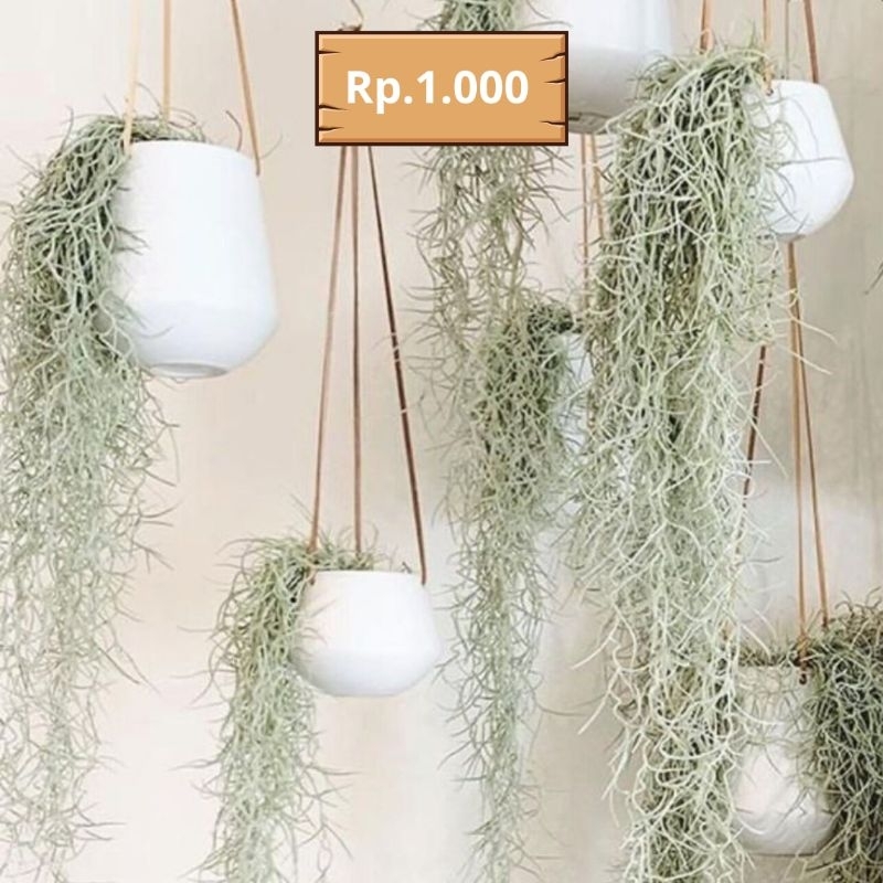 Janggut dewa - janggut musa tanaman dekorasi