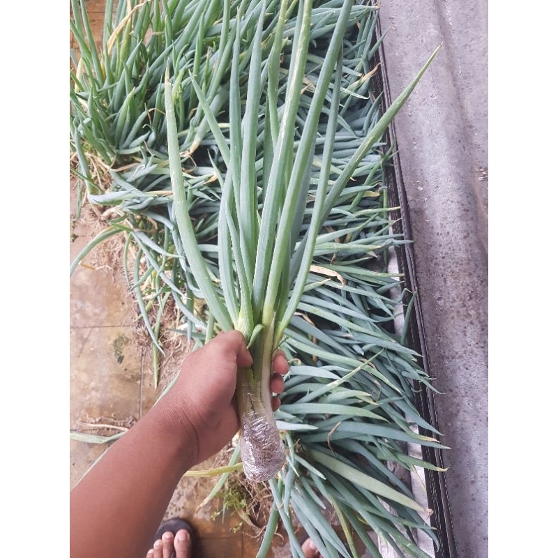 

kebun hemat-daun bawang/loncang siap tanam