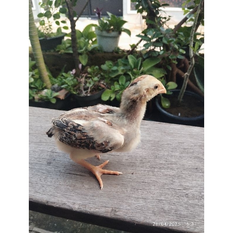 shamo pakoy pluker drumband