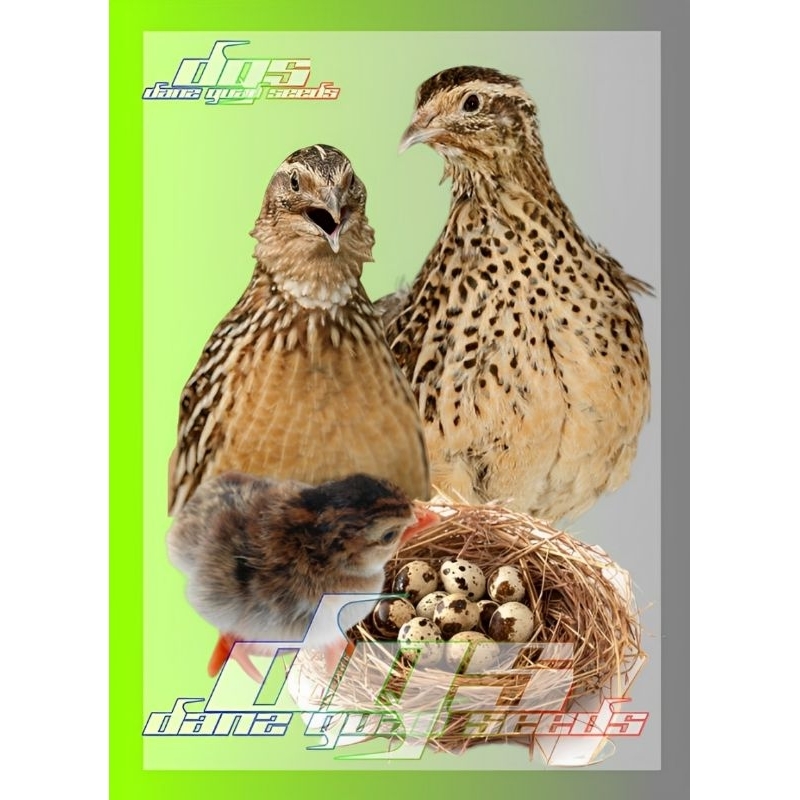 

Telur Puyuh Tetas Final Stock isi 30butir (330gr)