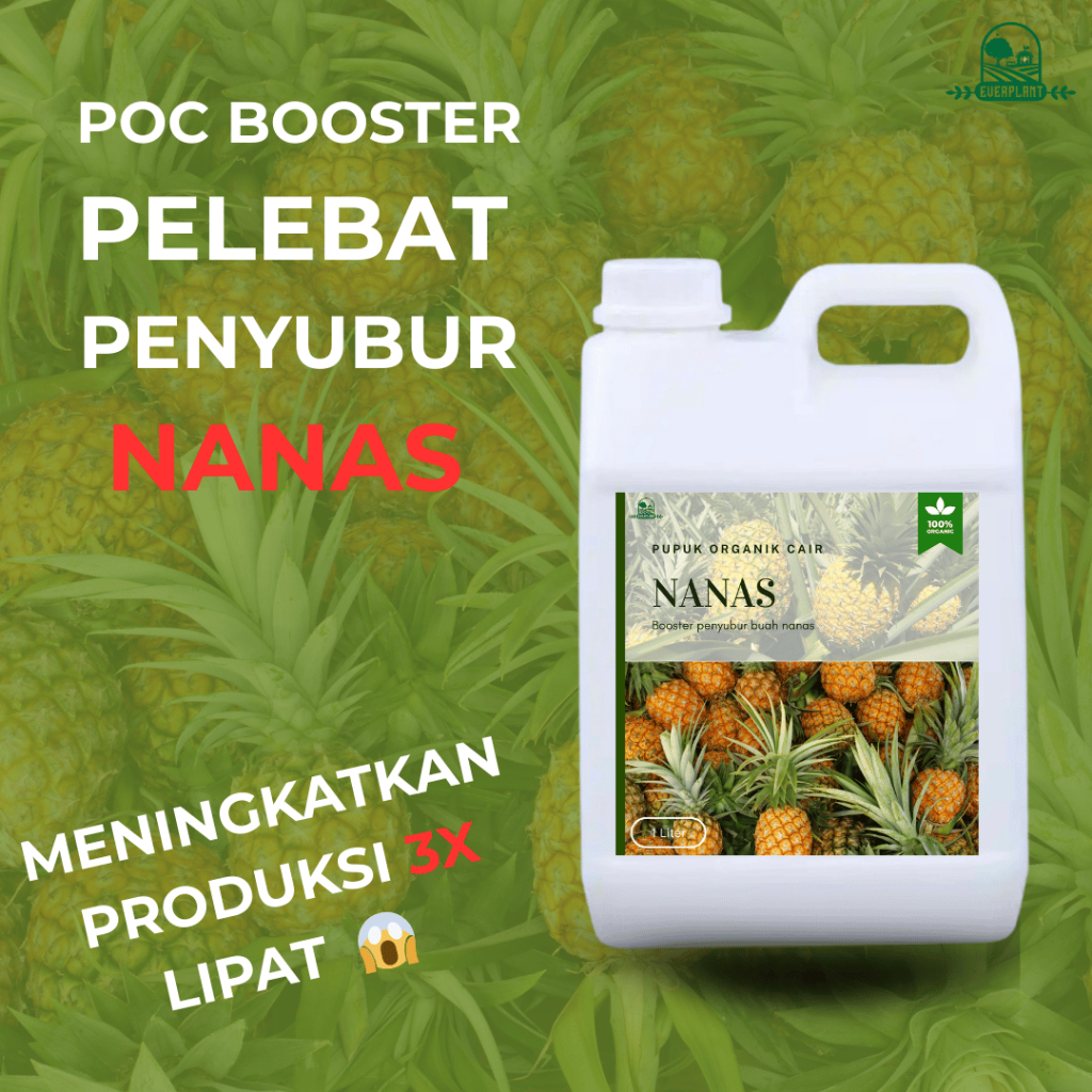 BIOPUPUK Pupuk Organik Cair Nanas | Pupuk Perangsang Nanas | Pelebat Buah Nanas