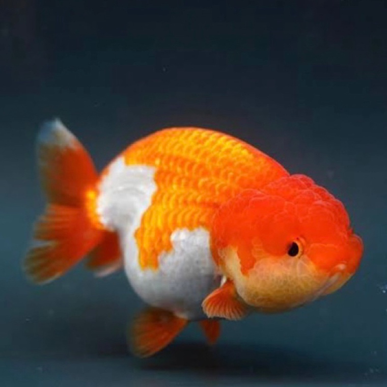 IKAN HIAS KOKI RANCU KOKI RANCU MERAH PUTIH KOKI RANCU PANCAWARNA  IKAN KOKI BULAT  IKAN HIAS AQUARI