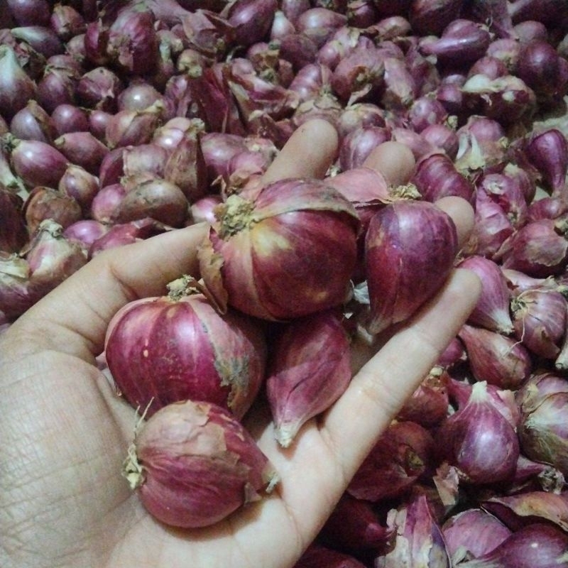 

bawang merah sedang - besar