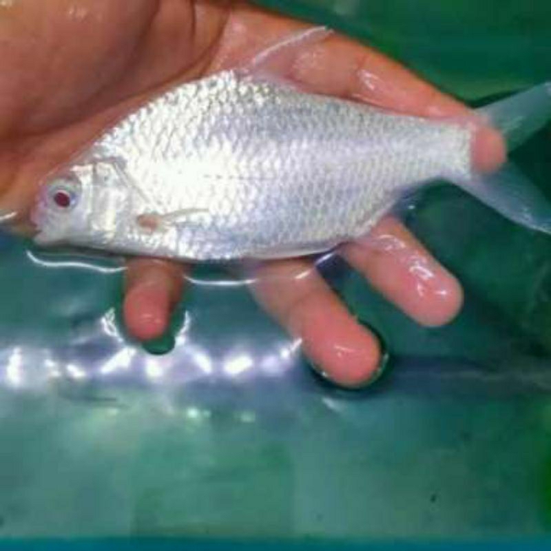 ikan hias kaviat 10cm