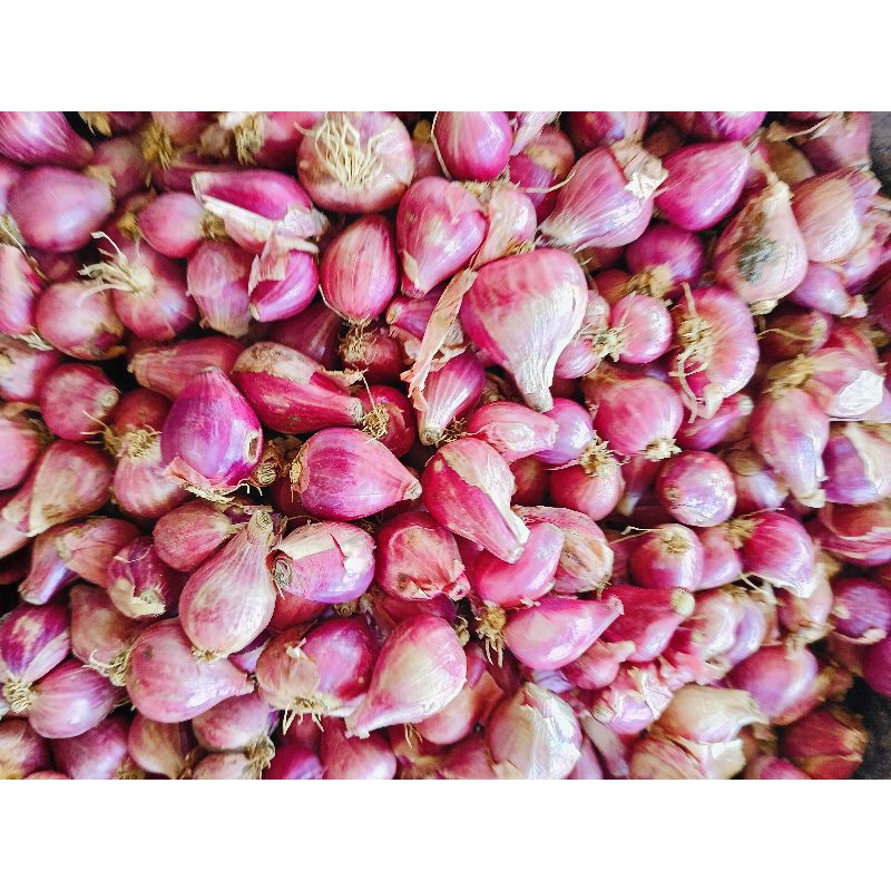 

Bawang Merah Murah 1 Kg