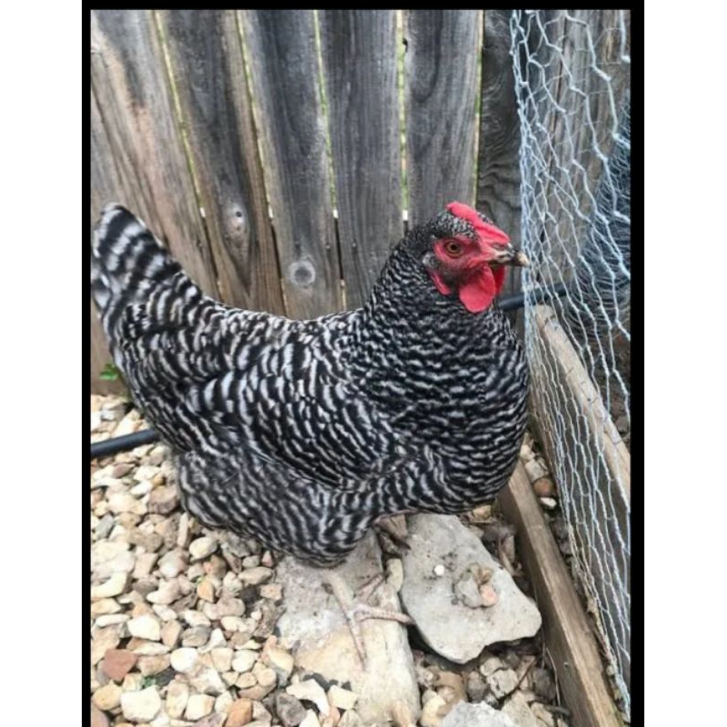 

TELUR AYAM HIAS BARRED ROCK FERTIL ASLI SIAP UNTUK DITETASKAN