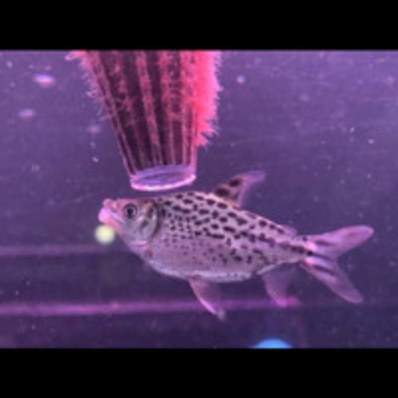 hiasan kebutuhan red feifeng rff