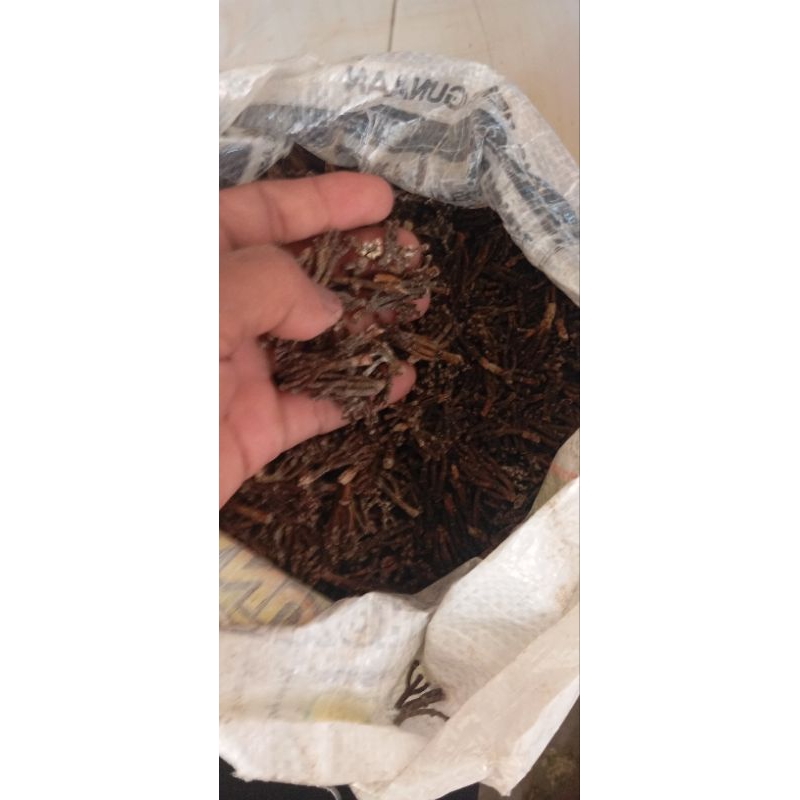 

gagang cengkeh kering 1kg 100% original