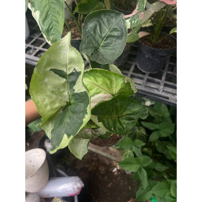 Tanaman hias syngonium t24