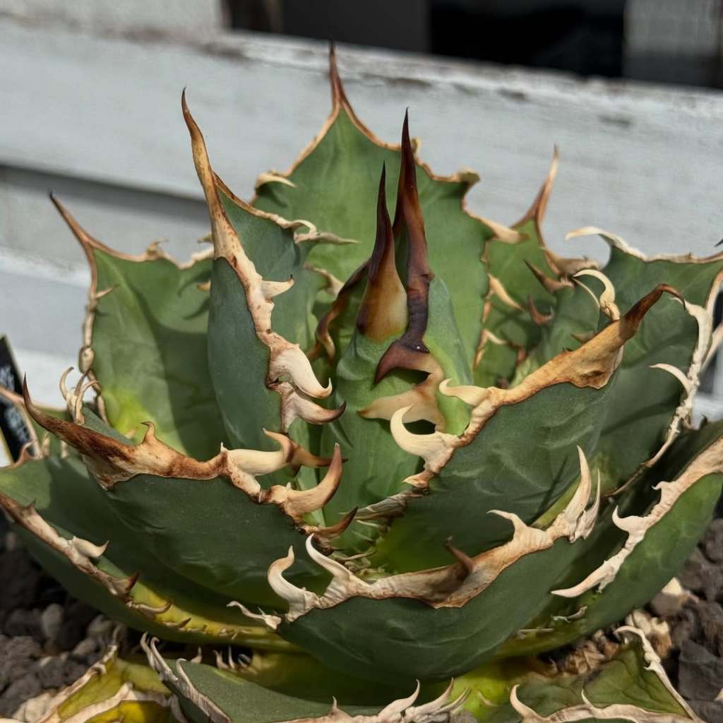 titanota Agave titanota Haou-ryu Bibit