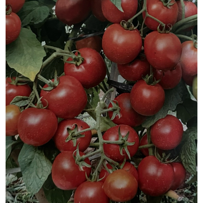 Benih Buah Tomat Berkualitas Isi 10 Benih Dapat Berbuah Lebat