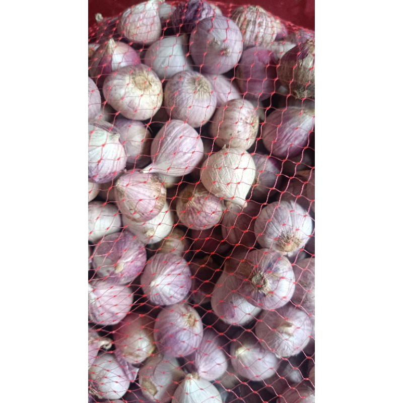 

bawang putih tunggal ukuran sedang