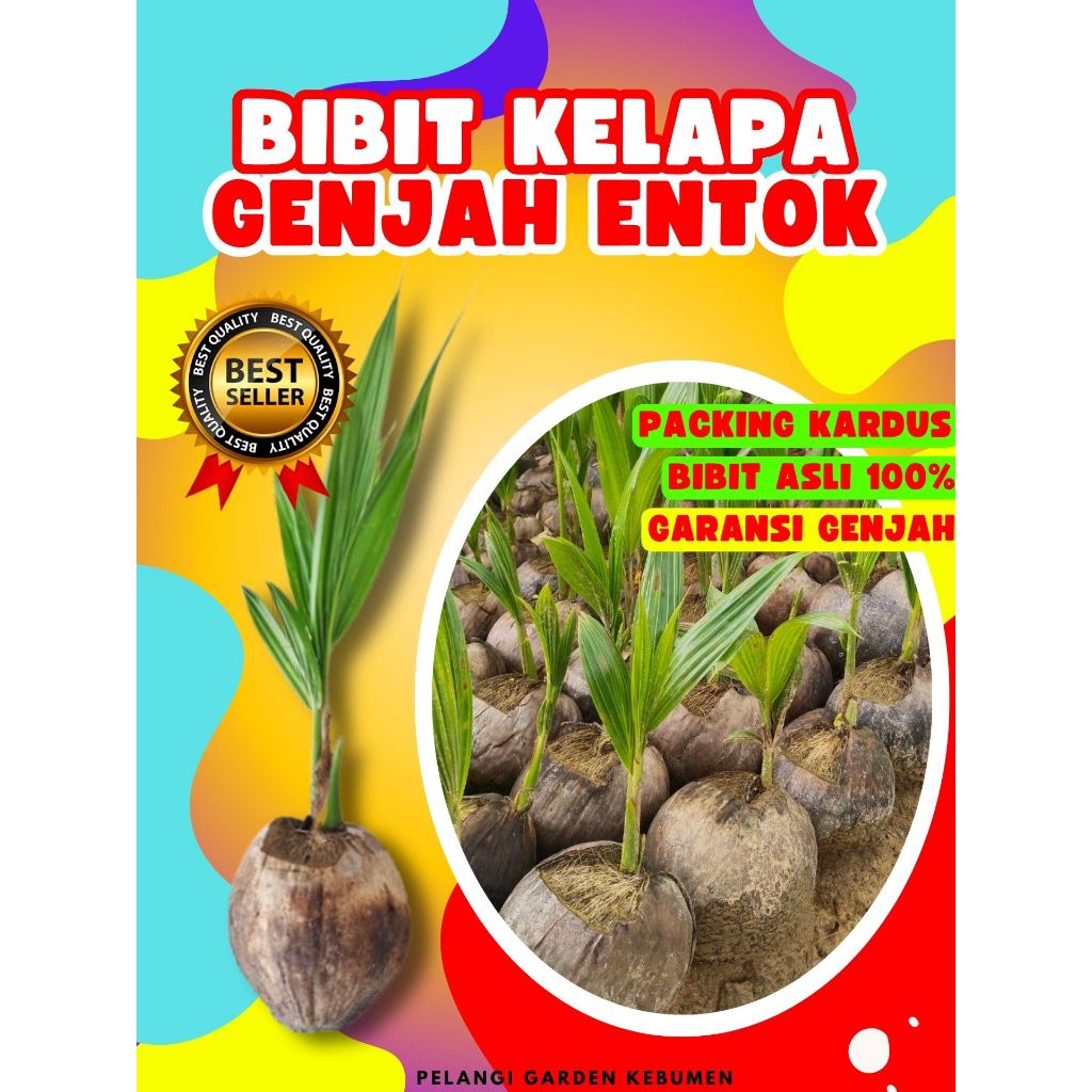 TERBAIK.. Bibit Buah Kelapa Genjah Entok Super, Bibit Buah Kelapa Genjah Entok Kebumen, Bibit Buah K