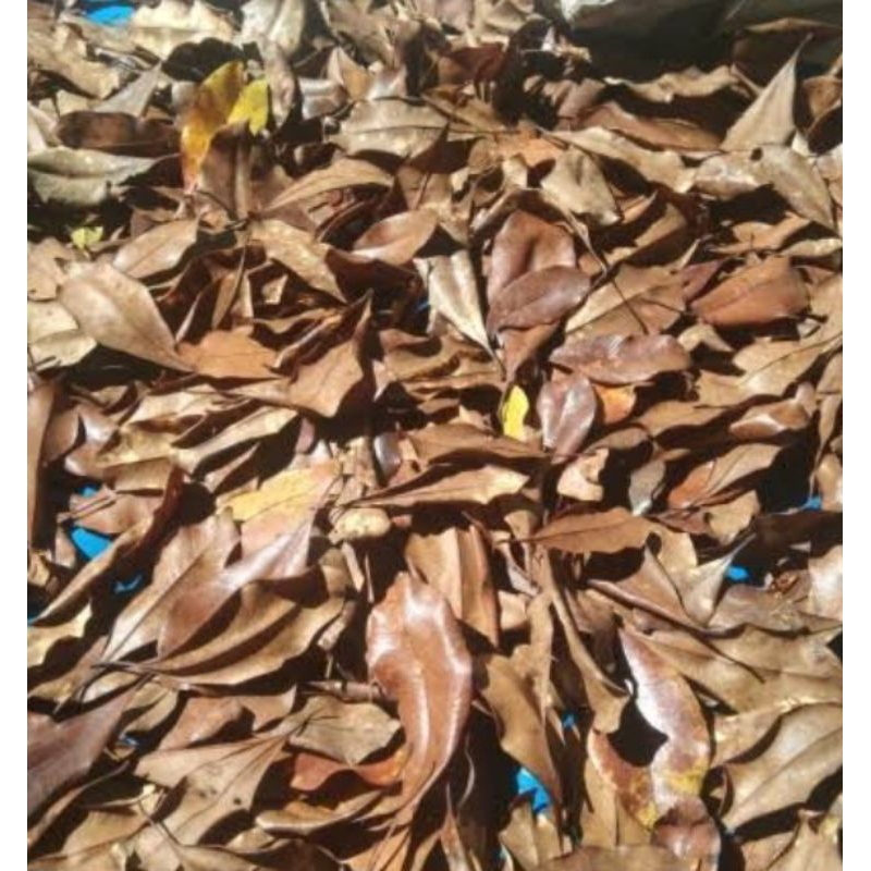 

Jual daun cengkeh kering organik 250 g