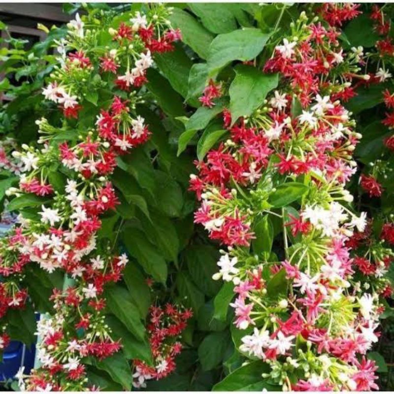 Tanaman hias bunga melati belanda - bunga melati belanda - melati holland