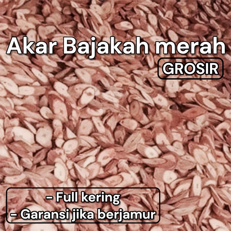

Akar Bajakah Kalalawit Merah 1kg gratis teh 5pcs / Akar Bajakah Kuning 1kg (ORIGINAL)