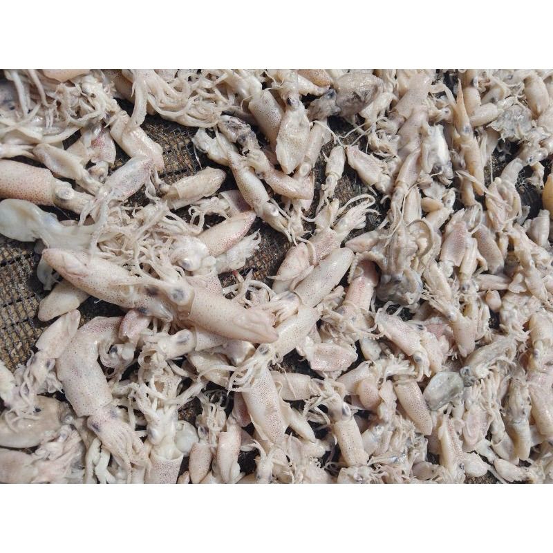 

Cumi Asin Premium Asli Pantura