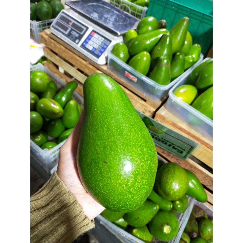 

Alpukat Mentega Lampung Super