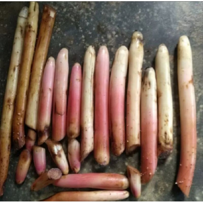 

1kg akar pinang segar siap pakai