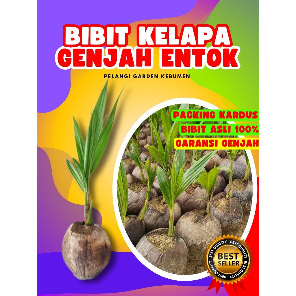 CEPAT BERBUAH.. Bibit Buah Kelapa Kopyor Madu, Bibit Buah Kelapa Kopyor Sumenep, Bibit Buah Kelapa K