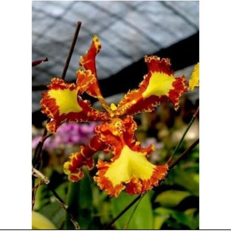 ANGGREK ONCIDIUM MARIPOSA DEWASA SIAP BERBUNGA