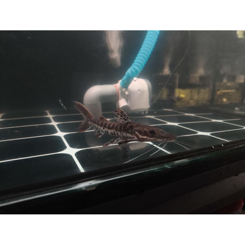 ikan TSN /Tiger Shovelnose Catfish size 12cm