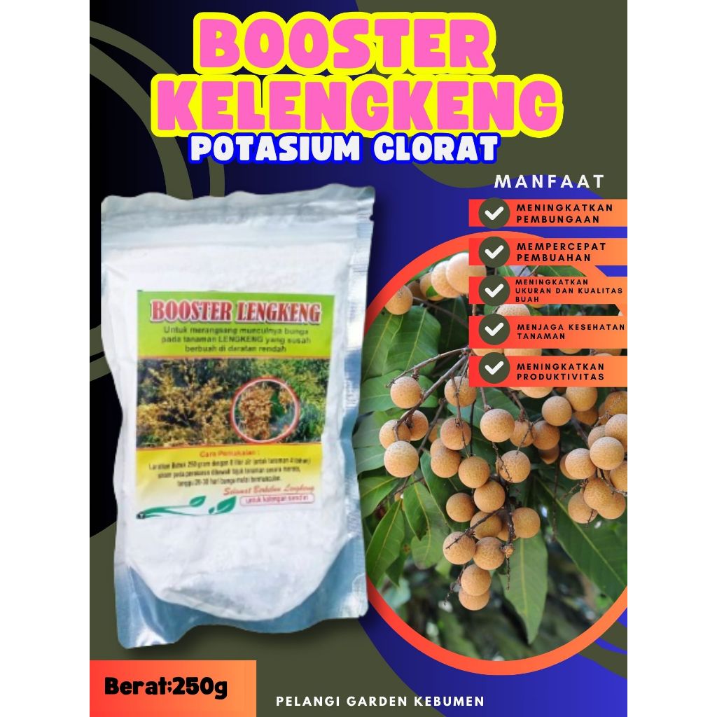 BEBAS JAMUR  Pupuk Buah Kelengkeng Kclo 3 Murni, Pupuk Buah Kelengkeng Kclo 3, Pupuk Buah Kelengkeng