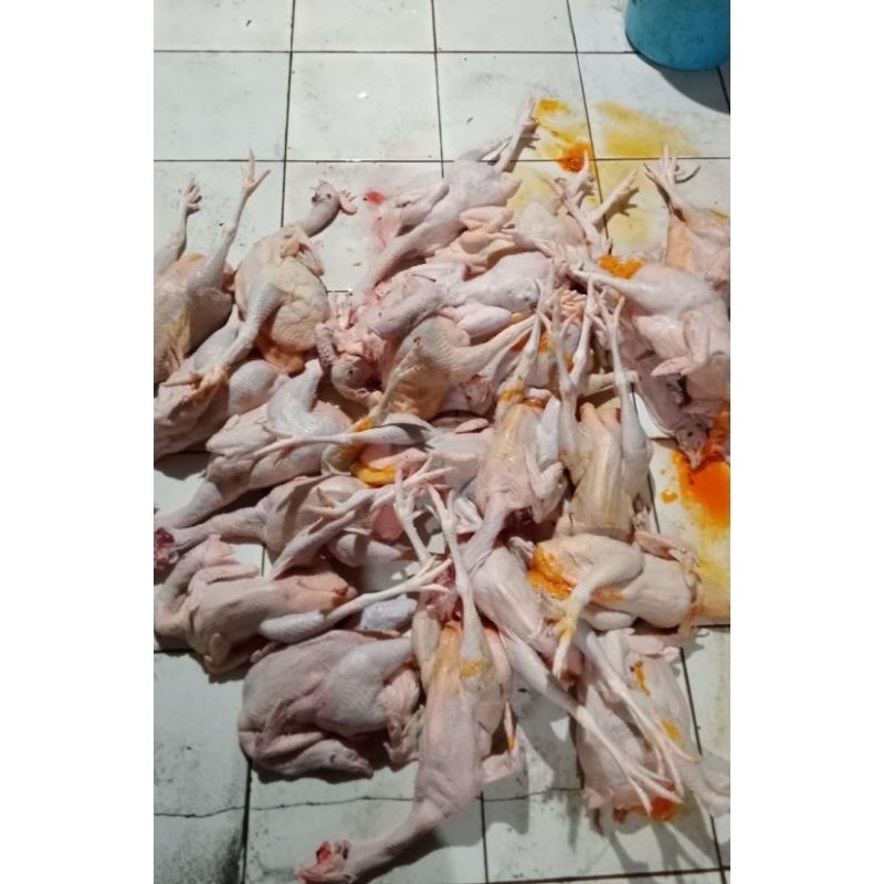 

Ayam Merah/Petelur fresh