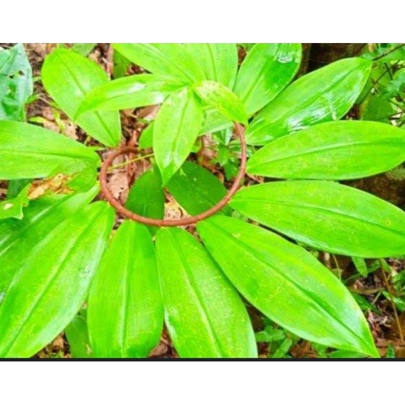 

Daun pacing segar petik langsung 30 lembar-az