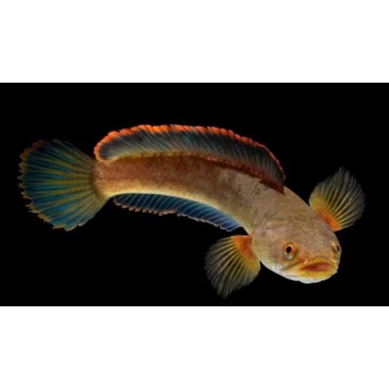 Limbata slayer