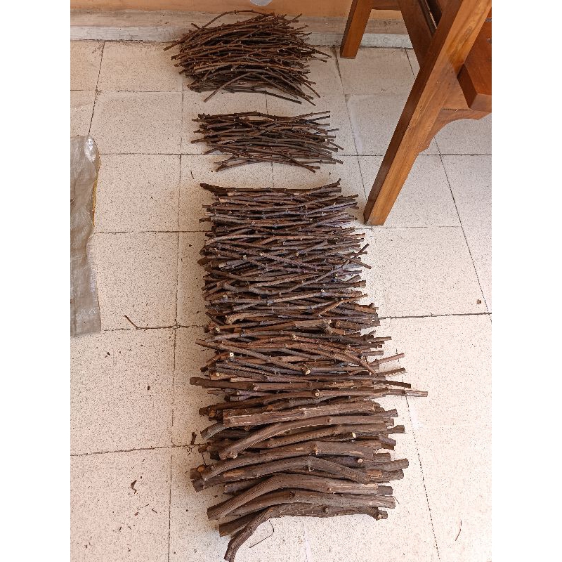 Dogridge usa dogrid rs rootstock import anggur cutting cuting