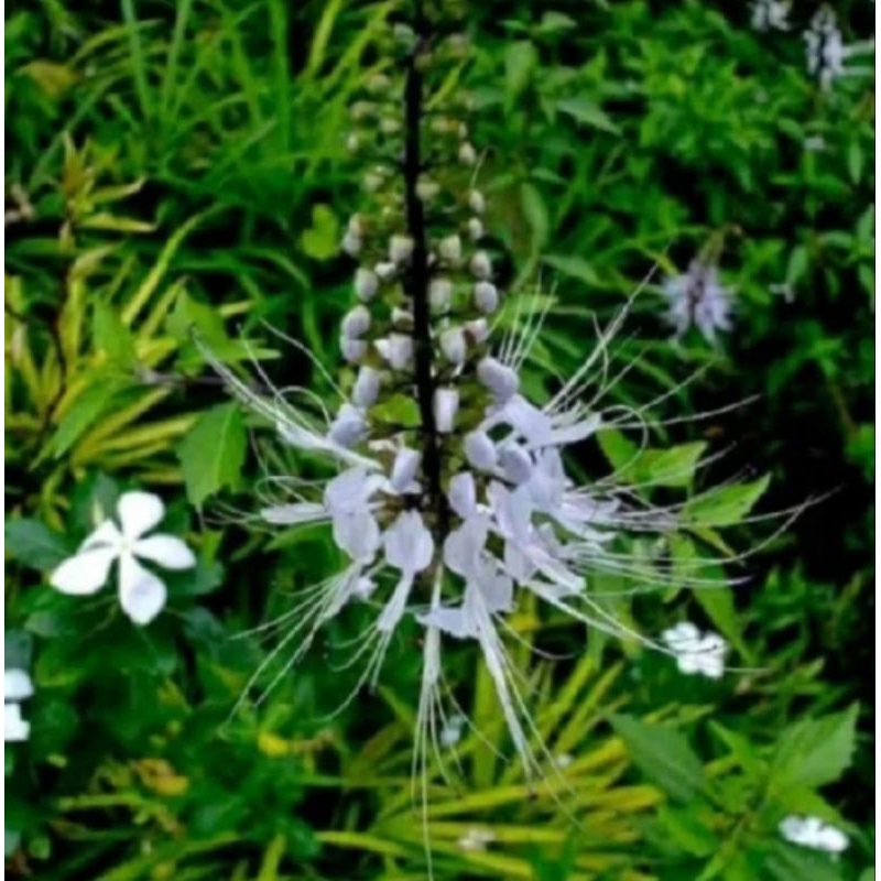 

300gr daun kumis kucing segar