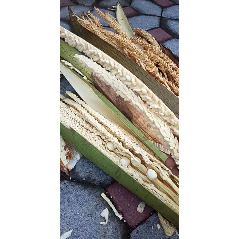 

manggar bunga kelapa