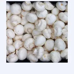 

JAMUR KANCING(CHAMPINON)
