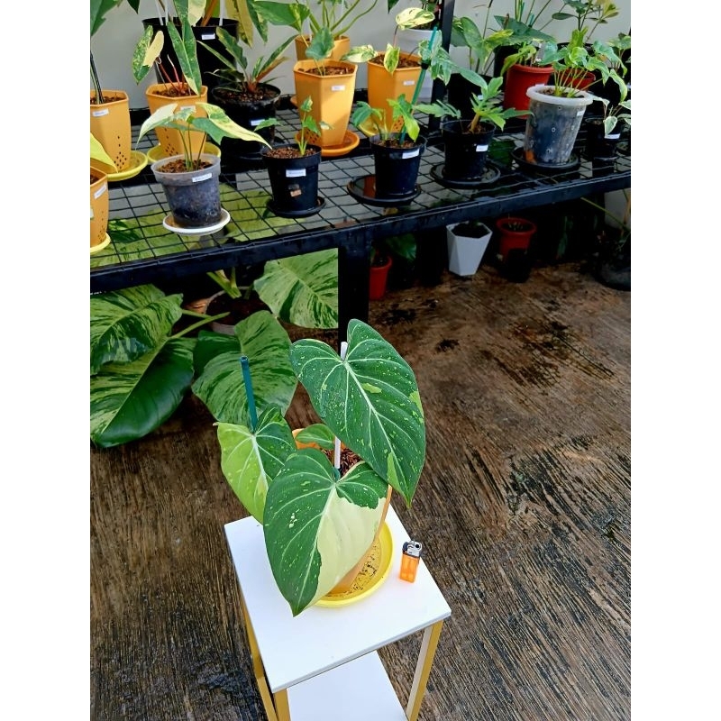 Gloriosum Variegata (Three Colours)