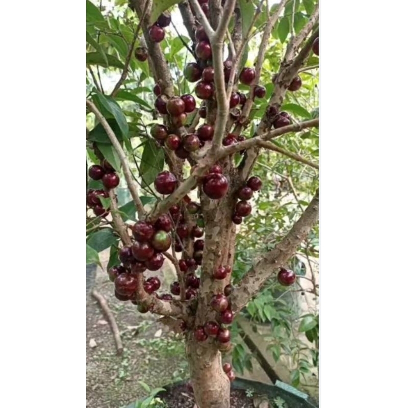 bibit anggur pohon red escarlate - bibit anggur brazil jaboticaba red escalate