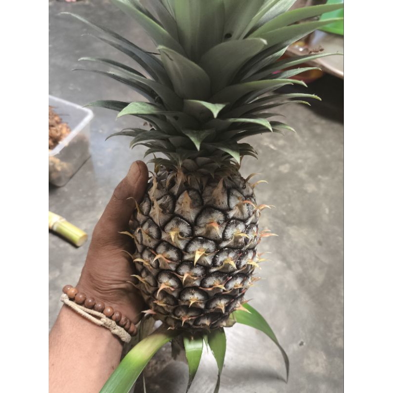 

Nanas Muda Segar Ukuran Jumbo