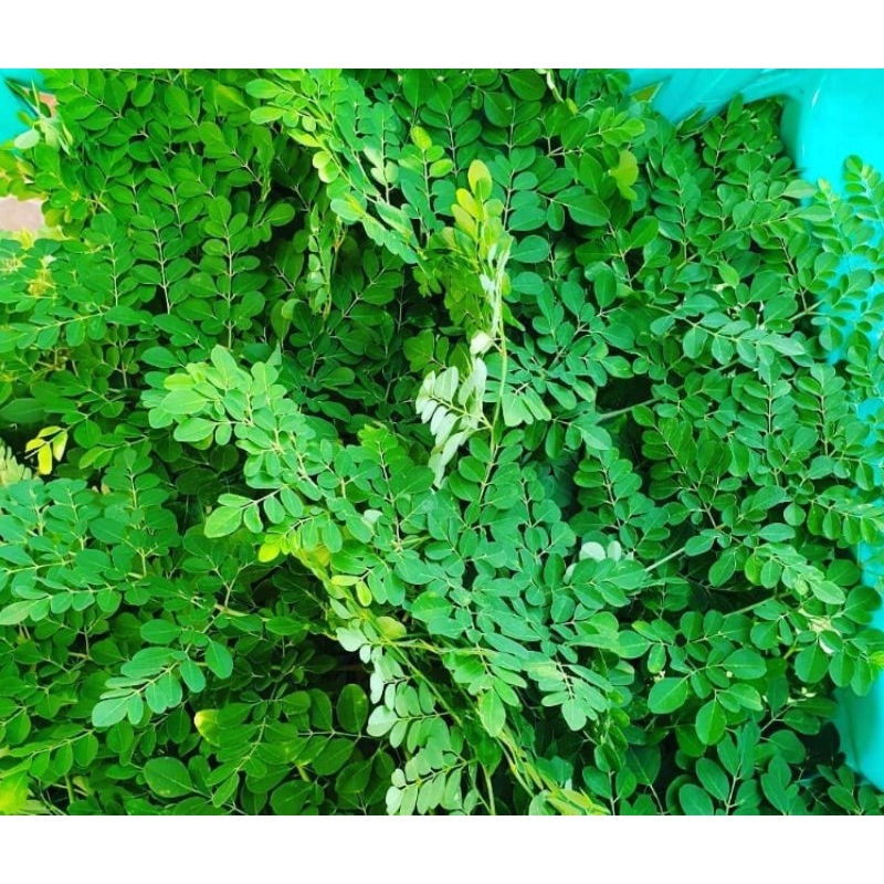 

daun kelor segar 250g