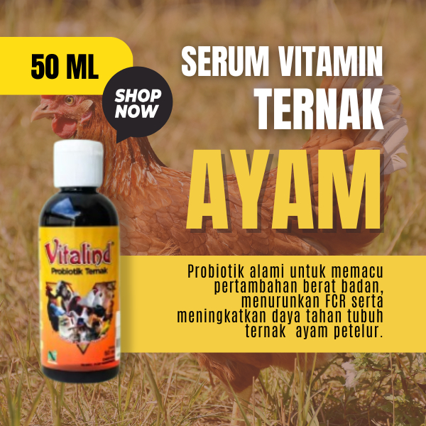 Vitamin ternak ayam petelur vitamin ayam petelur  vitamin ayam  vitamin ayam bangkok biar ganas  vit