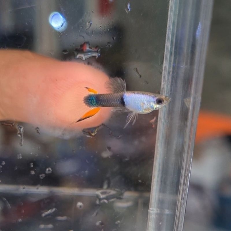 Pelet Pakan Ikan Silverado Black Flame - Endler atau  Wild Guppy