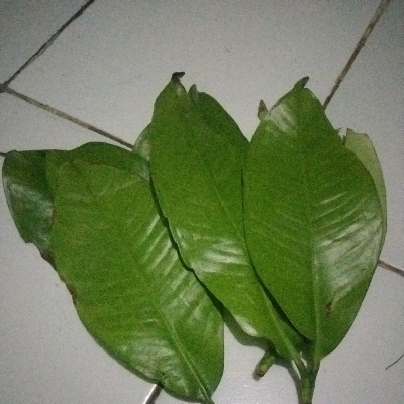 

PEROMO DAUN MANGGIS/MANGGU SEGAR OBAT HERBAL 100 LeRMBAR