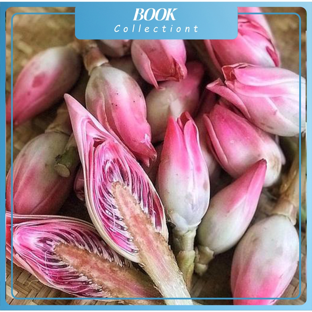 

bunga kecombrang segar 1 kg / bunga honje / bunga rombeh